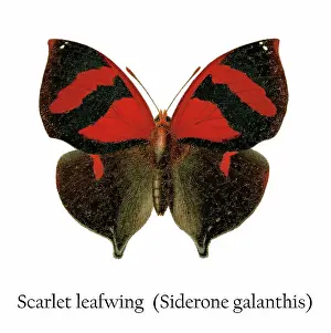Prints of Antique Illustration, Copyright has expired on this artwork. From my own archives, digitally restored Historical Chromolithograph Art Prints: Old chromolithograph illustration of Scarlet leafwing (Siderone galanthis)