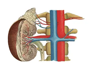 Old chromolithograph illustration of section of human kidney