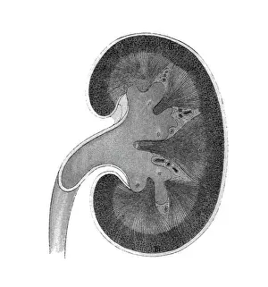 Prints of Antique Illustration, Copyright has expired on this artwork. From my own archives, digitally restored Science Inspired Art Prints: Old chromolithograph illustration of section of human kidney