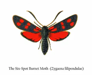 Prints of Antique Illustration, Copyright has expired on this artwork. From my own archives, digitally restored Historical Chromolithograph Art Prints: Old chromolithograph illustration of the Six-Spot Burnet Moth (Zygaena filipendulae)