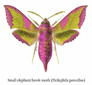 Prints of Antique Illustration, Copyright has expired on this artwork. From my own archives, digitally restored Historical Chromolithograph Art Prints: Old chromolithograph illustration of small elephant hawk-moth (Deilephila porcellus)