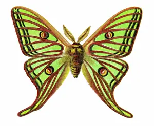 Old chromolithograph illustration of the Spanish moon moth (Graellsia isabellae)