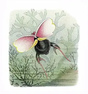 Prints of Antique Illustration, Copyright has expired on this artwork. From my own archives, digitally restored. Three-tooth Cavoline (Cavolinia tridentata, Hyalea tridentata) Historical Chromolithograph Art Prints: Old chromolithograph illustration of Three-tooth Cavoline (Cavolinia tridentata)