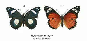 Prints of Antique Illustration, Copyright has expired on this artwork. From my own archives, digitally restored Historical Chromolithograph Art Prints: Old chromolithograph illustration of tropical brush-footed butterfly - Danaid eggfly