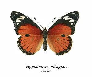 Prints of Antique Illustration, Copyright has expired on this artwork. From my own archives, digitally restored Historical Chromolithograph Art Prints: Old chromolithograph illustration of tropical brush-footed butterfly - Danaid eggfly