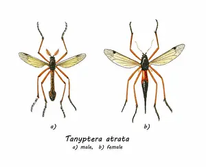 Old chromolithograph illustration of true crane flies (Tanyptera atrata)