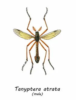 Prints of Antique Illustration, Copyright has expired on this artwork. From my own archives, digitally restored Historical Chromolithograph Art Prints: Old chromolithograph illustration of true crane flies (Tanyptera atrata)