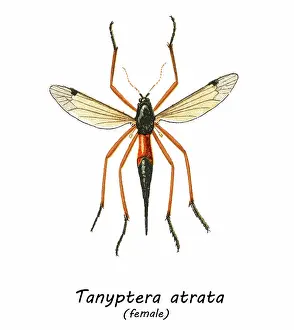 Prints of Antique Illustration, Copyright has expired on this artwork. From my own archives, digitally restored Historical Chromolithograph Art Prints: Old chromolithograph illustration of true crane flies (Tanyptera atrata)