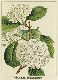 Botanical Illustration Prints: Old chromolithograph illustration of Viburnum tinus