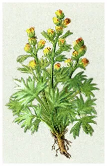 What's New: Old chromolithograph illustration of white genepi, genepi blanco (Artemisia umbelliformis)