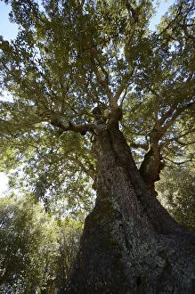 Images Dated 3rd May 2012: Old Cork Oak -Quercus suber-, cork oak forest near Tizarella, Bois de Tizzarella, Asco Valley