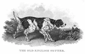 Animals Hunting Gallery: Old English Setter engraving 1812