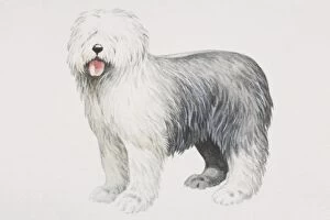 Images Dated 31st July 2006: Old English Sheepdog (canis familiaris), side view