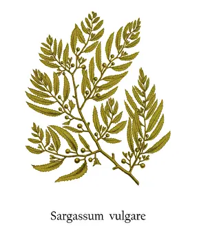 Old engraved illustration of a Algae, brown seaweed (Sargassum vulgare)