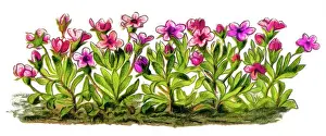 Old engraved illustration of Alpine Rock Jasmine, Rock Jasmine (Androsace alpina)