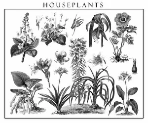 The Poppy Flower Gallery: Old engraved illustration of blossom houseplants