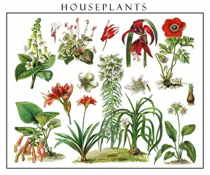 Botanical Illustration Prints: Old engraved illustration of blossom houseplants