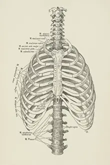 Prints of Copyright has expired on this artwork. From my own archives, digitally restored Science Inspired Art Prints: Old engraved illustration of bones of human spine and ribs