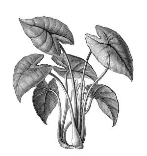 Old engraved illustration of Botany, Taro, kalo or godere (Colocasia esculenta)