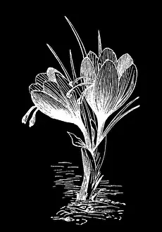 Old engraved illustration of Botany, Saffron crocus, Crocus sativus