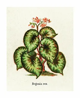 Botanical Illustration Prints: Old engraved illustration of Botany, Rex begonias (Begonia rex)