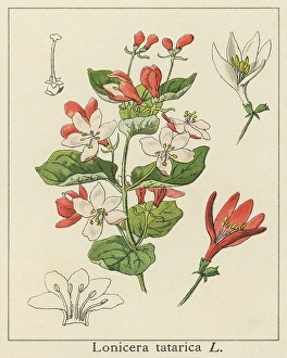 Old engraved illustration of Botany, tatarian honeysuckle (Lonicera tatarica) old engraved illustration botany