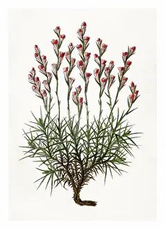 Botanical Illustration Prints: Old engraved illustration of Botany
