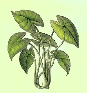 Botanical Illustration Prints: Old engraved illustration of Botany, Taro, kalo or godere (Colocasia esculenta)