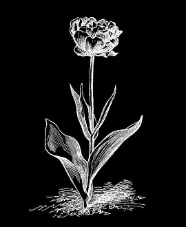 Old engraved illustration of Botany - double garden tulip