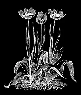 Old engraved illustration of Botany - early garden tulip