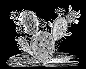 Old engraved illustration of Botany - flowery leaf cactus