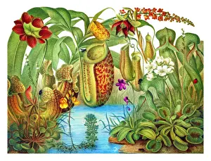 Old engraved illustration of Carnivorous plants