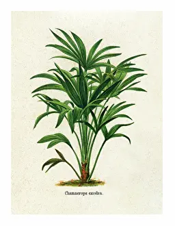 Old engraved illustration of Chinese windmill palm, windmill palm or Chusan palm (Chamaerops Excelsa)