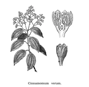 Old engraved illustration of Cinnamon, True cinnamon tree (Cinnamomum verum)