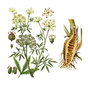 Old engraved illustration of cowbane (Cicuta virosa) - several poisonous plant