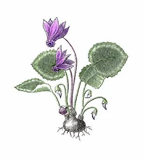 Botanical Illustration Prints: Old engraved illustration of Cyclamen purpurascens