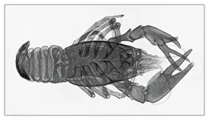 Insect Lithograph Prints: Old engraved illustration of early X-ray photography, crayfish