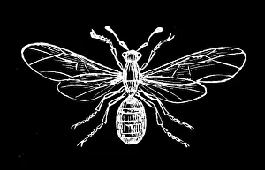 Insect Lithograph Prints: Old engraved illustration of Entomology - Ashy ant, female