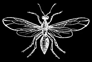 Insect Lithograph Prints: Old engraved illustration of Entomology - Ashy ant, male
