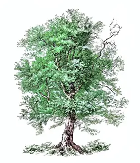 Old engraved illustration of European or common hornbeam (Carpinus betulus)