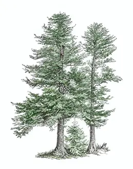 Old engraved illustration of European silver fir or silver fir (Abies alba)
