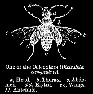 Insect Lithograph Prints: Old engraved illustration of the green tiger beetle (Cicindela campestris)