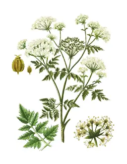 Old engraved illustration of the hemlock or poison hemlock (Conium maculatum)