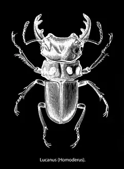 Homoderus mellyi Stag Beetle Print (Lucanidae). Art Prints
