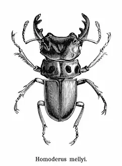 Insect Lithograph Prints: Old engraved illustration of Homoderus mellyi