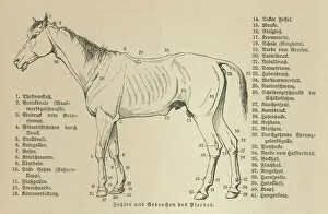 Old engraved illustration of the horses, Equine anatomy