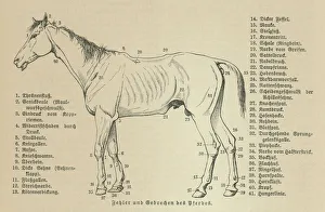 The Magical World of Illustration Gallery: Old engraved illustration of the horses, Equine anatomy