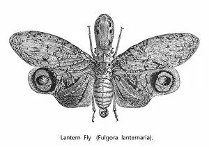 Insect Lithograph Prints: Old engraved illustration of insect