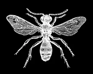 Insect Lithograph Prints: Old engraved illustration of insect