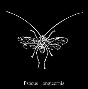 Insect Lithograph Prints: Old engraved illustration of insect, Psocus longicornis
